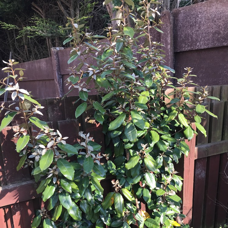 Plant image Elaeagnus x submacrophylla  syn. Elaeagnus x ebbingei