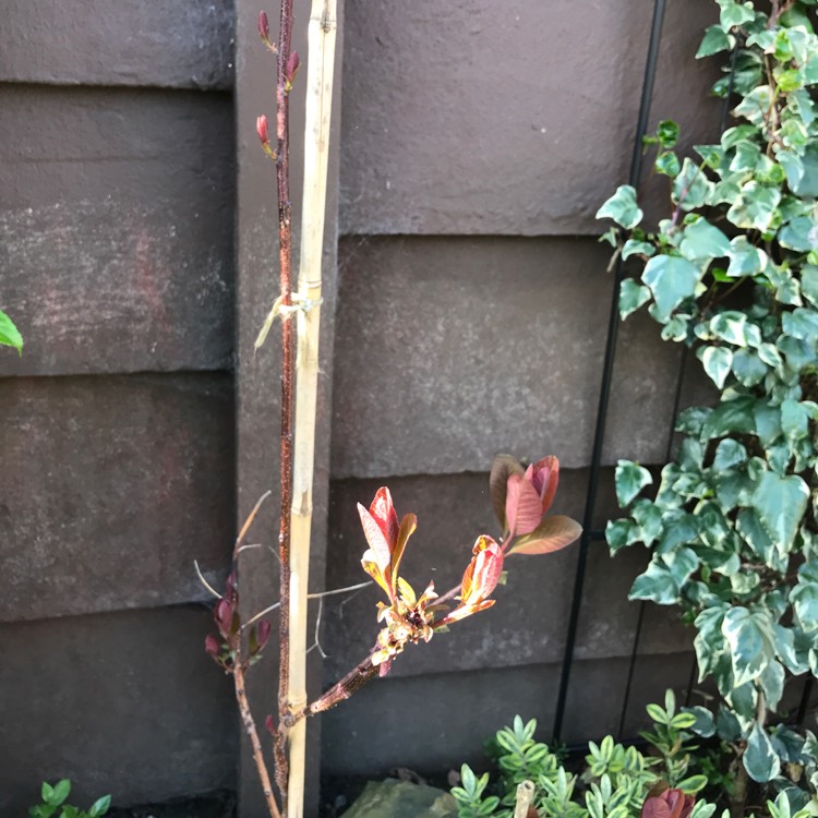 Plant image Cotinus 'Grace'