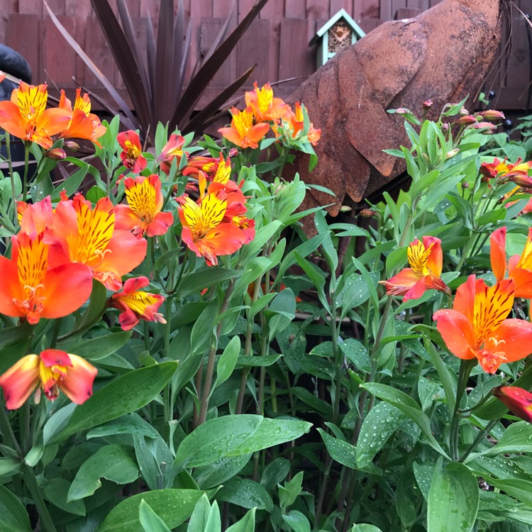 Plant image Alstroemeria 'Flaming Star'