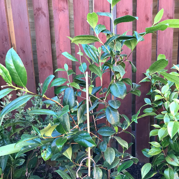 Plant image Camellia japonica 'Silver Anniversary'