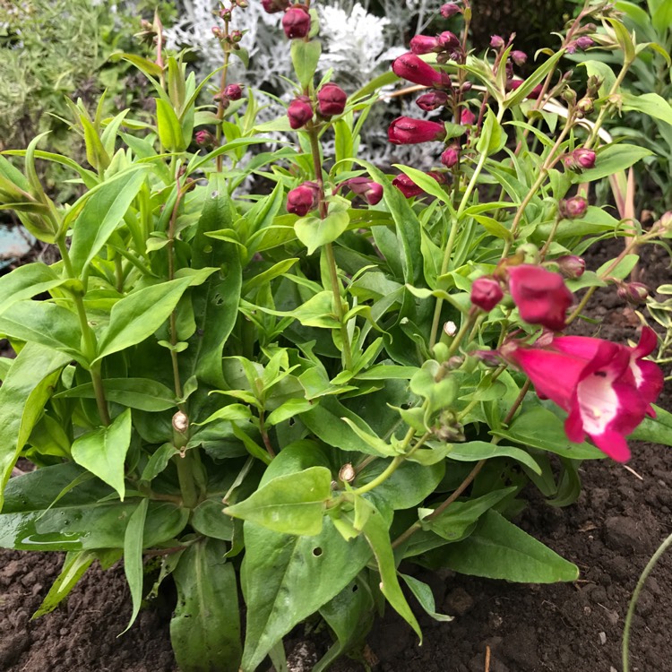 Plant image Penstemon 'Phoenix Magenta'