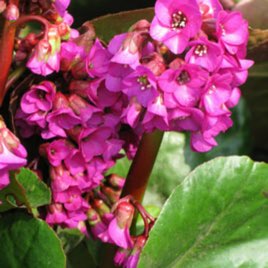 Plant image Bergenia 'Overture'