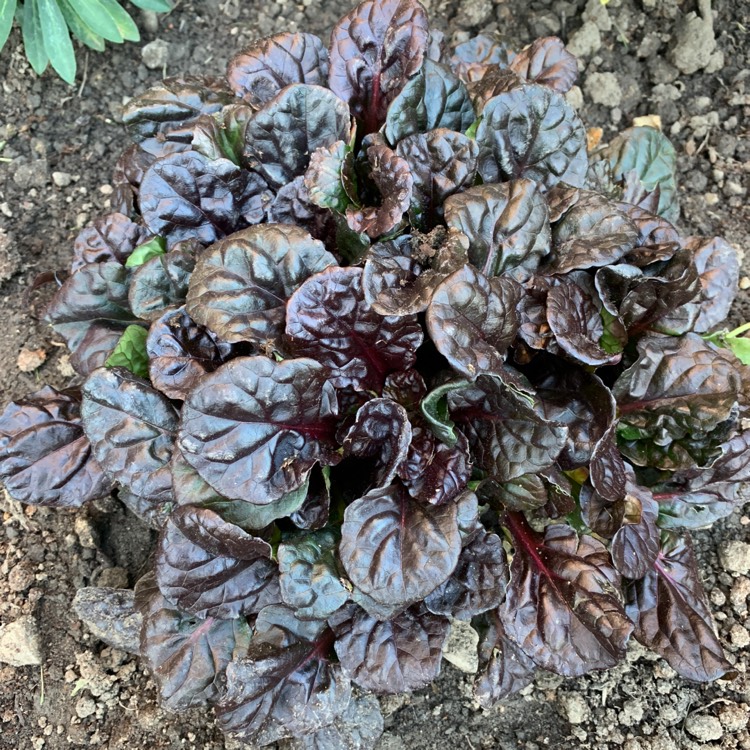 Plant image Ajuga reptans 'Binblasca' syn. Ajuga reptans 'Black Scallop'