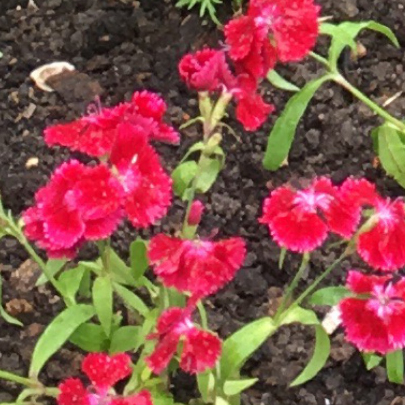 Sweet William 'Sweet™ Black Cherry' ('Sweet™' Series)