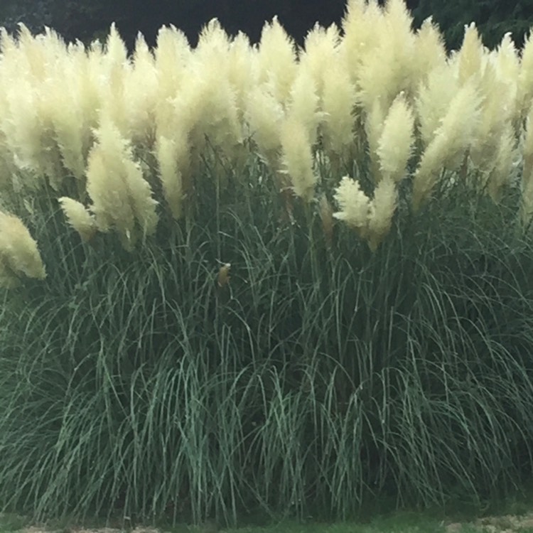 Plant image Cortaderia selloana