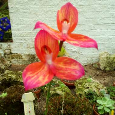 Disa grandiflora orchid