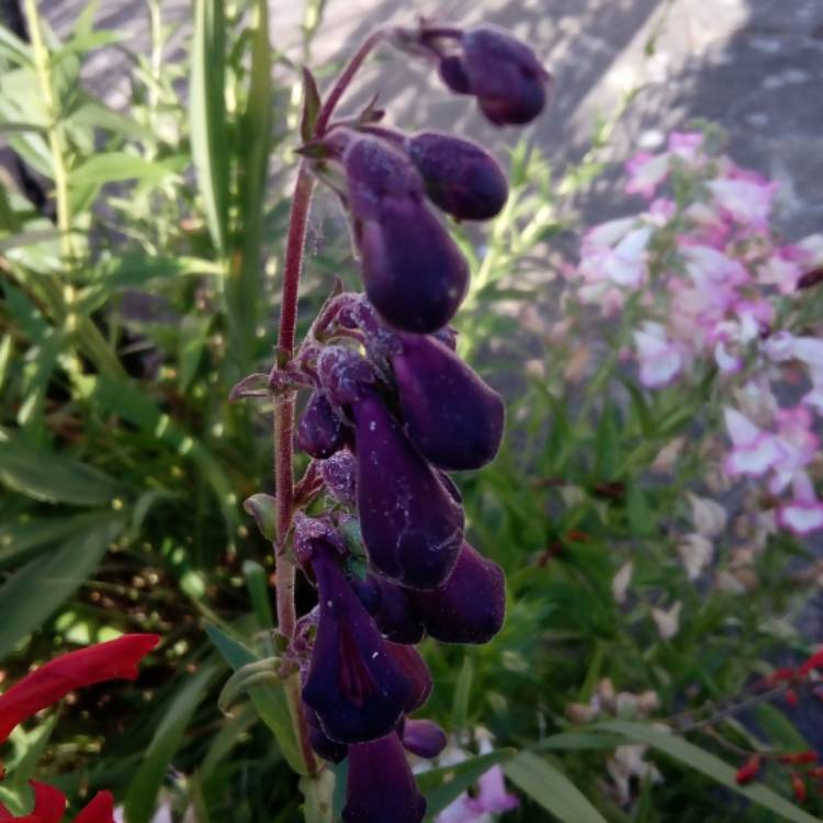 Plant image Penstemon 'Blackbird'