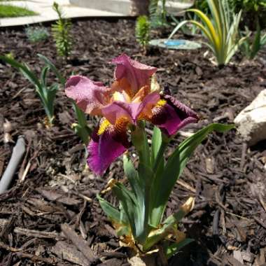 Bearded Iris