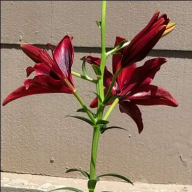 Lily 'Black Out' (Asiatic)