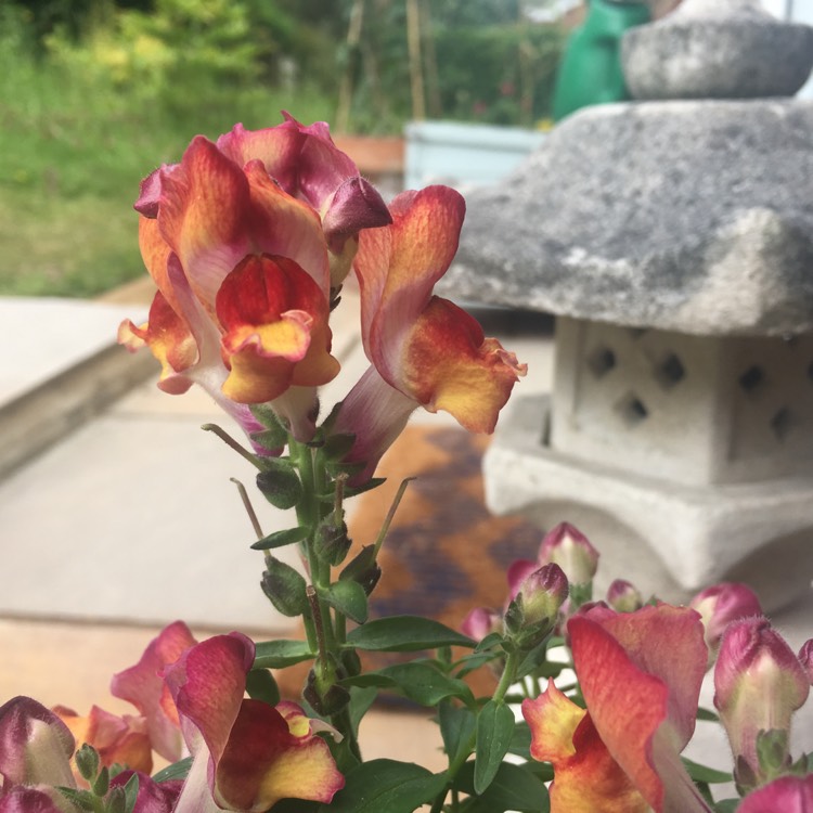 Plant image Antirrhinum majus 'PAS951110' (Snapshot Series) syn. Antirrhinum majus 'Snapshot Sunset'