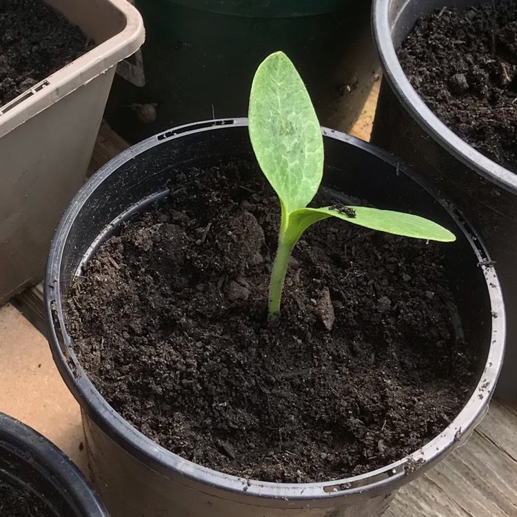 Plant image Cucurbita pepo 'Zucchini'