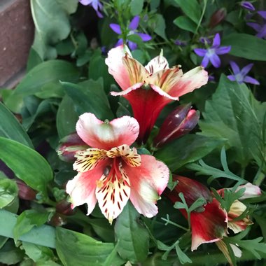 Hooker's Peruvian Lily