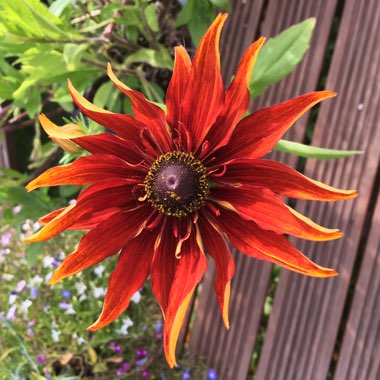 Black-Eyed Susan 'Prairie Glow'