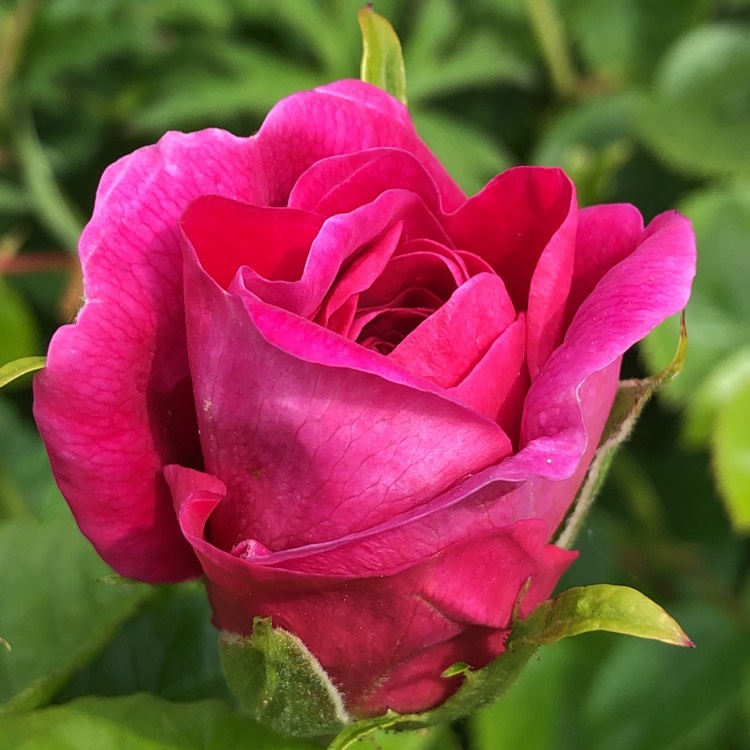 Plant image Rosa 'Auskitchen' syn. Rosa 'Princess Anne'