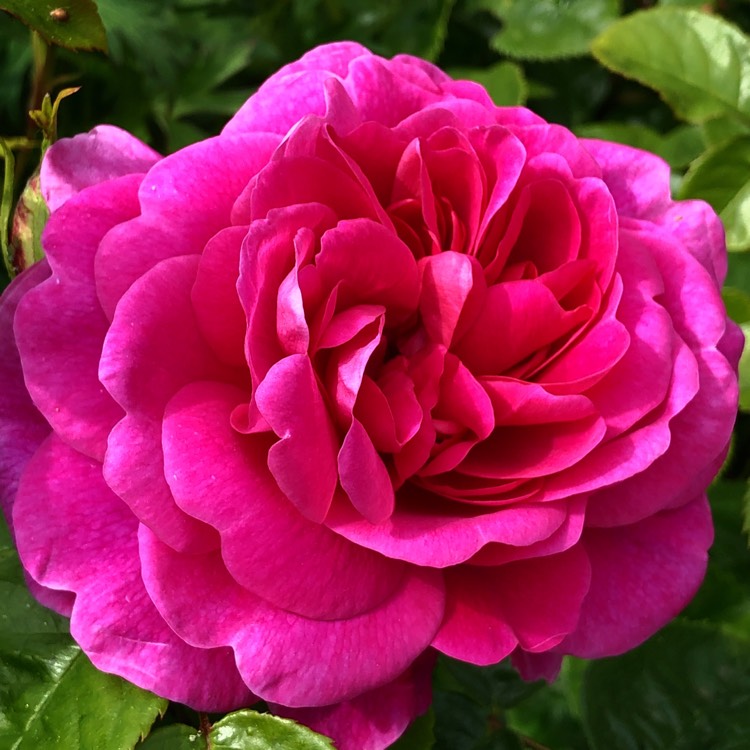 Plant image Rosa 'Auskitchen' syn. Rosa 'Princess Anne'