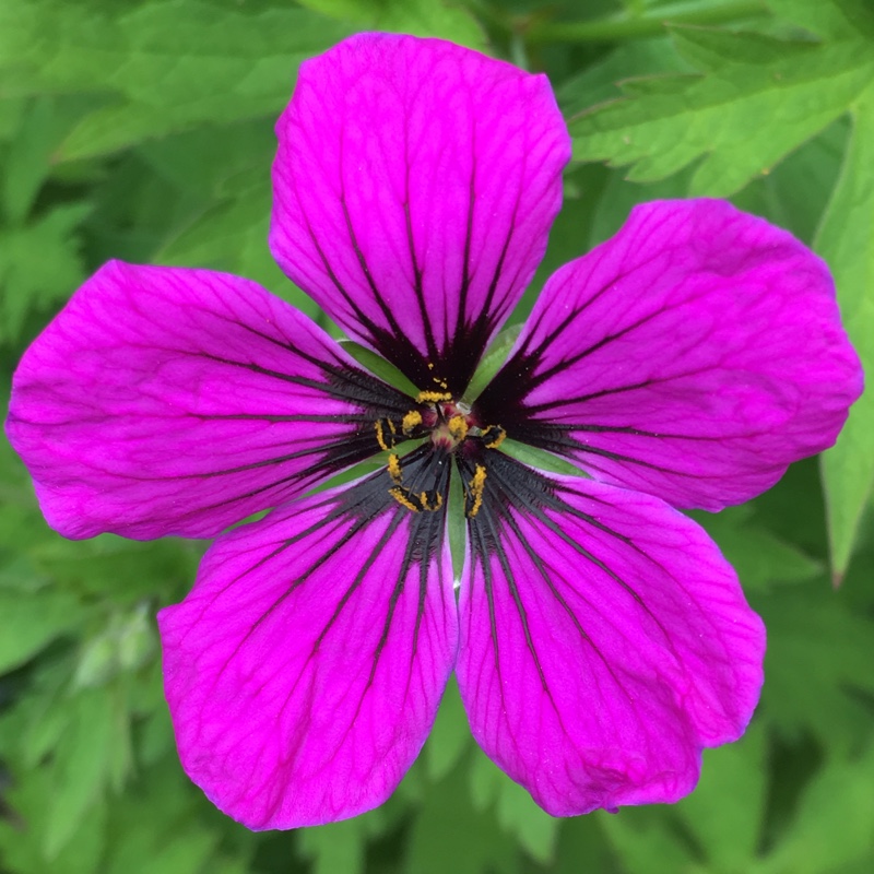 Plant image Geranium psilostemon