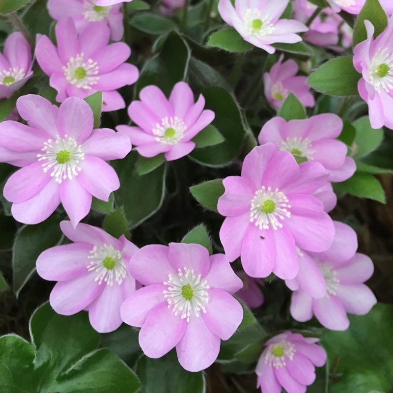 Plant image Hepatica