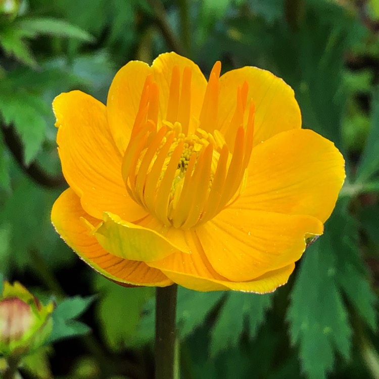 Plant image Trollius