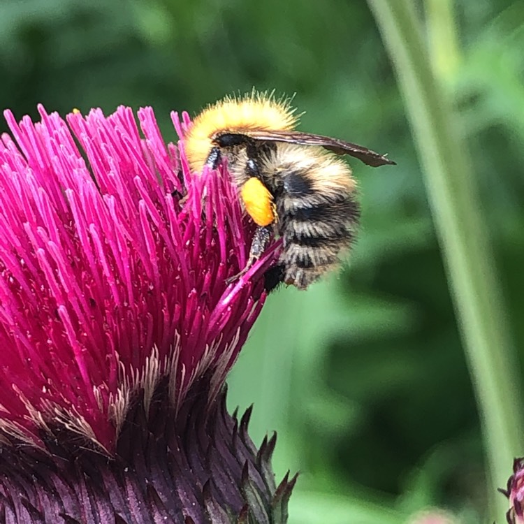 Plant image Cirsium heterophyllum