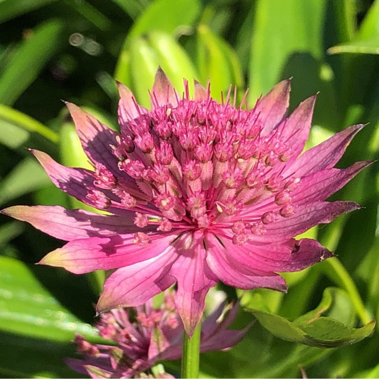 Plant image Astrantia 'Roma' syn. Astrantia major 'Roma'