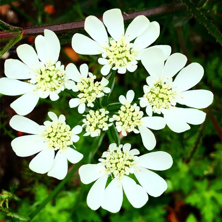 Plant image Orlaya Grandiflora