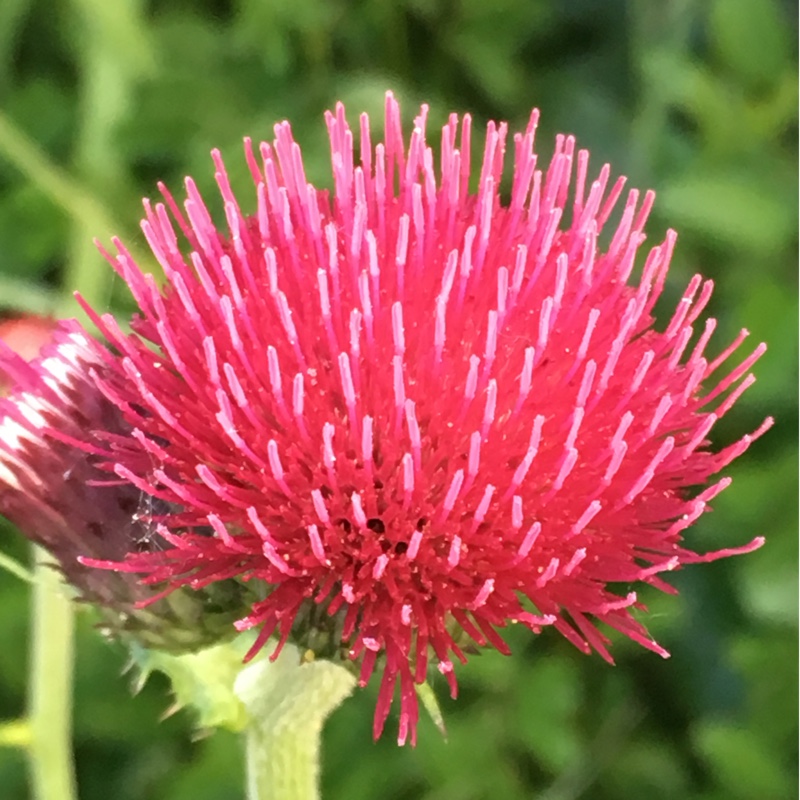 Plant image Cirsium rivulare 'Atropurpureum'