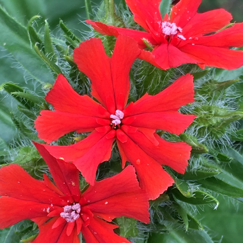 Lychnis chalcedonica