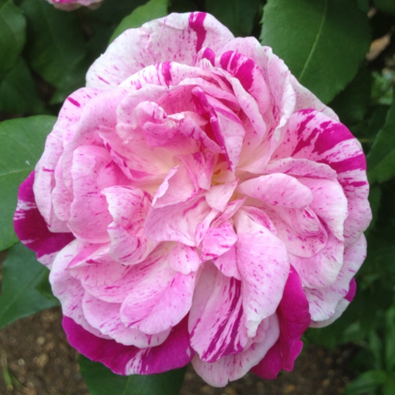 Rosa gallica 'Versicolor' syn. Rosa mundi, Rosa 'Mundi', Rosa mundi 'Versicolor'