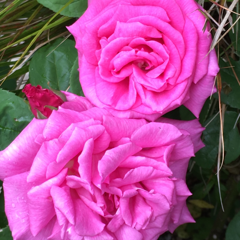 Plant image Rosa (Shrub)