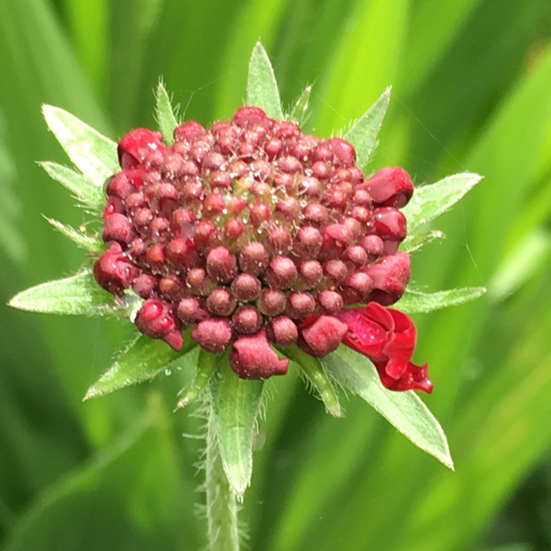 Knautia macedonica