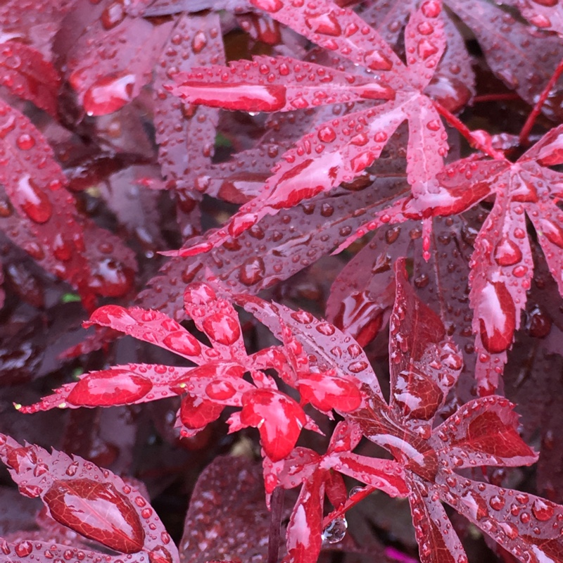 Plant image Acer palmatum 'Bloodgood'