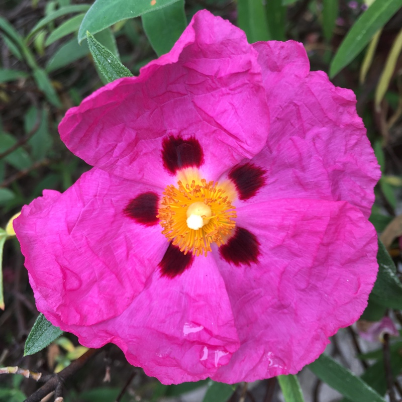 Plant image Cistus x purpureus 'Betty Taudevin'