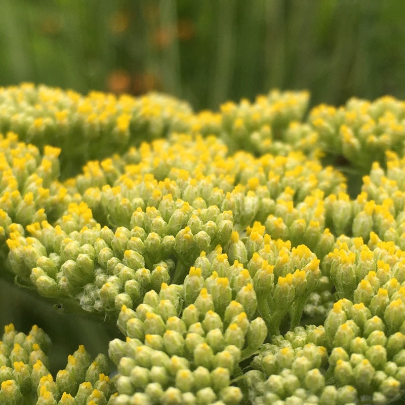 Plant image Achillea filipendulina