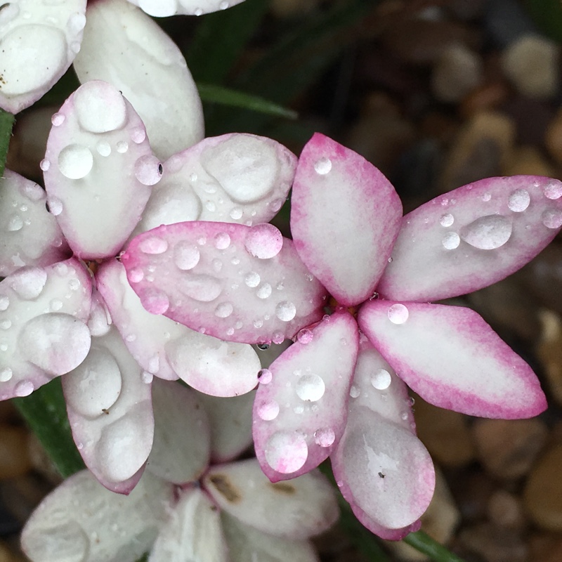 Plant image Rhodohypoxis baurii