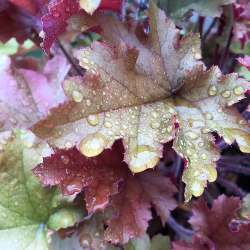 Plant image Heuchera 'Caramel'