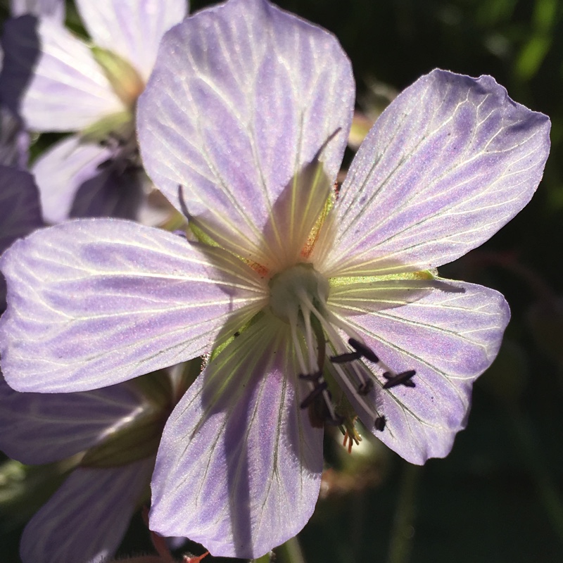 Plant image Geranium pratense 'Mrs Kendall Clark' syn. Geranium pratense 'Mrs K. Clark'