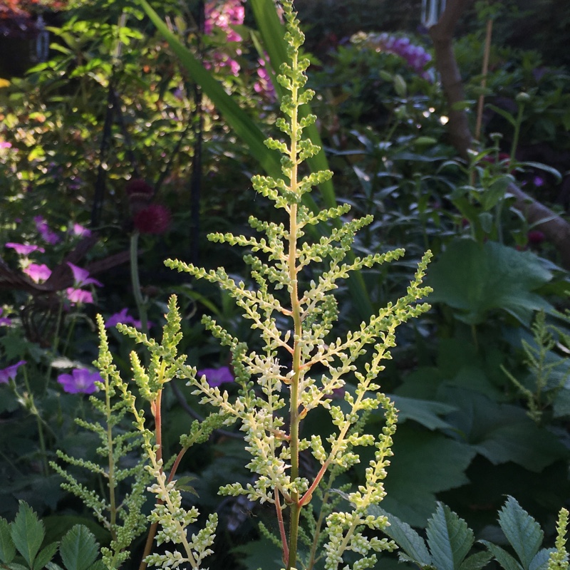 Plant image Astilbe simplicifolia 'Sprite'