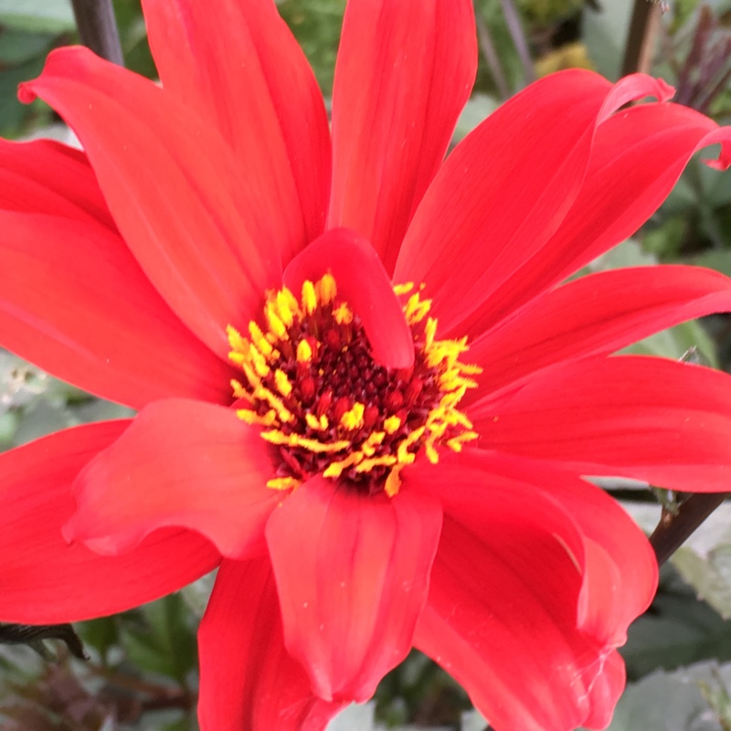 Plant image Dahlia 'Bishop of Llandaff'