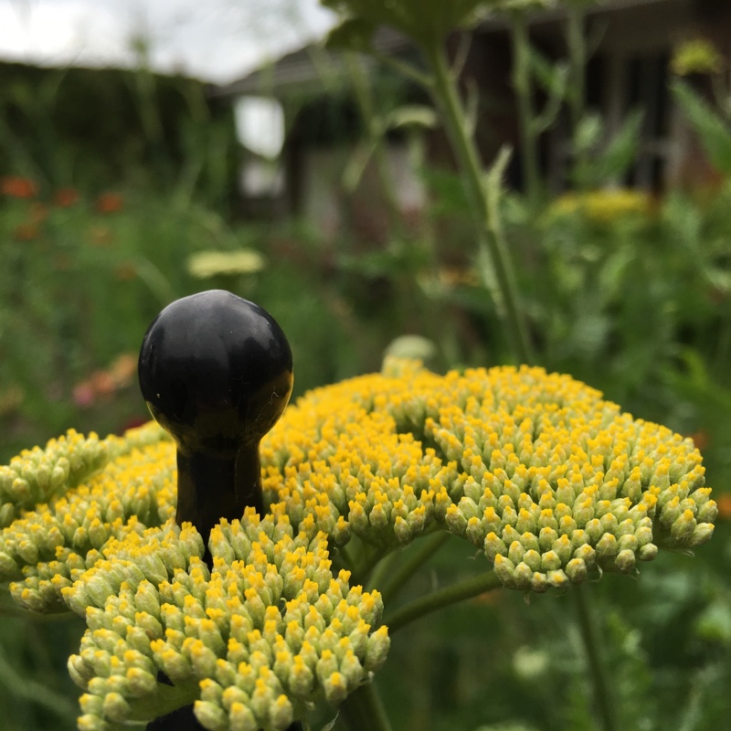 Plant image Achillea filipendulina