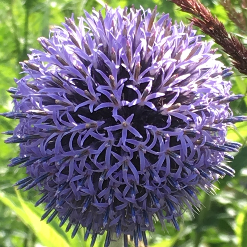 Echinops bannaticus 'Taplow Blue'