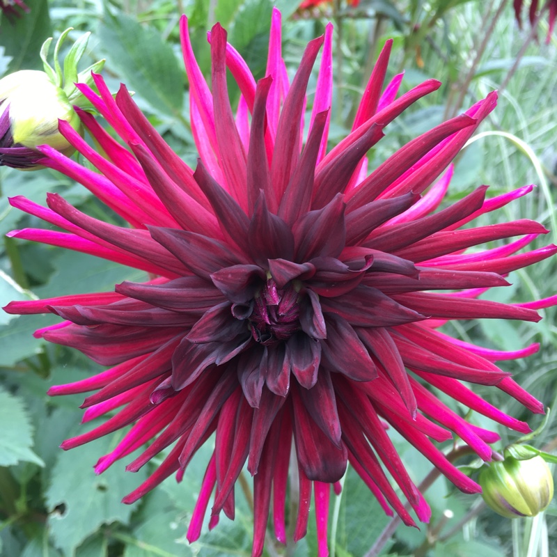 Dahlia 'Nuit d'ete'