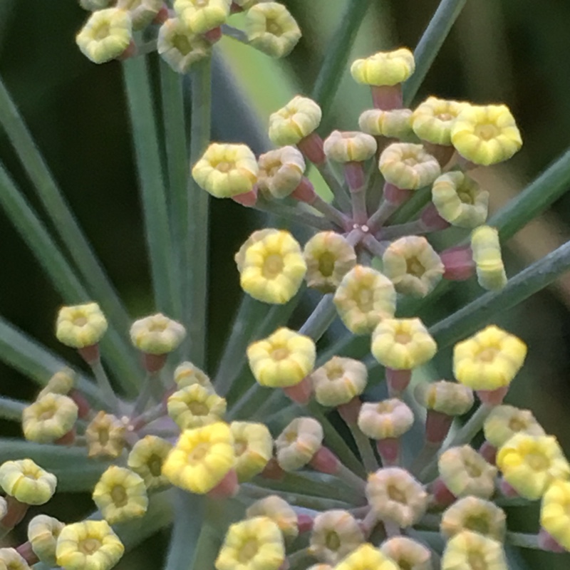 Plant image Foeniculum vulgare