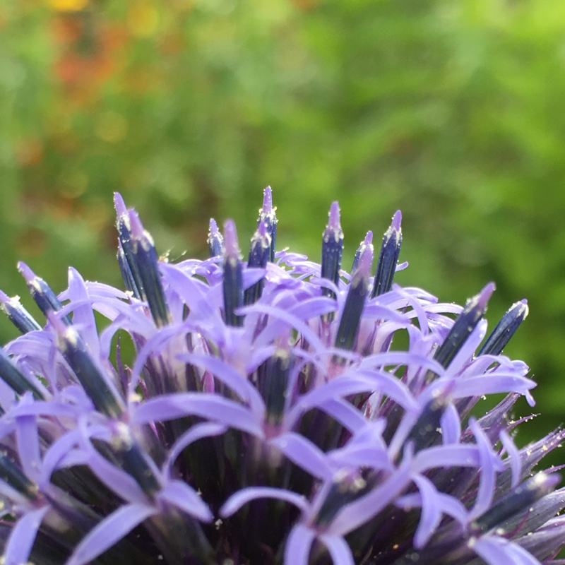 Plant image Echinops bannaticus 'Taplow Blue'