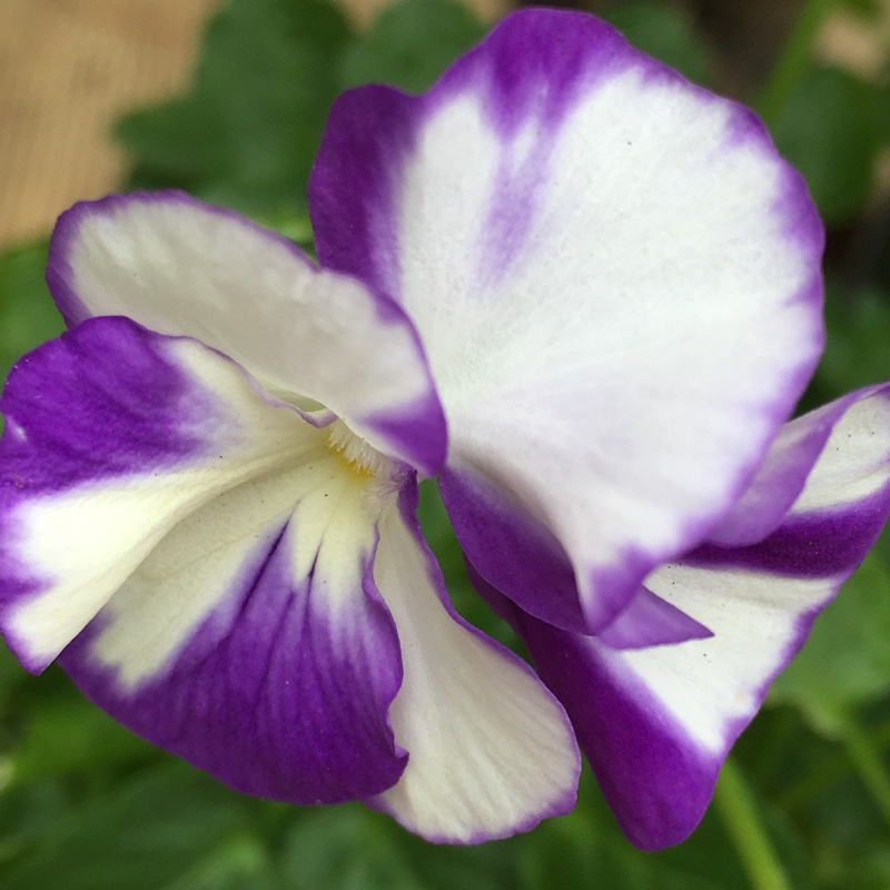 Plant image Viola cornuta 'Rebecca'