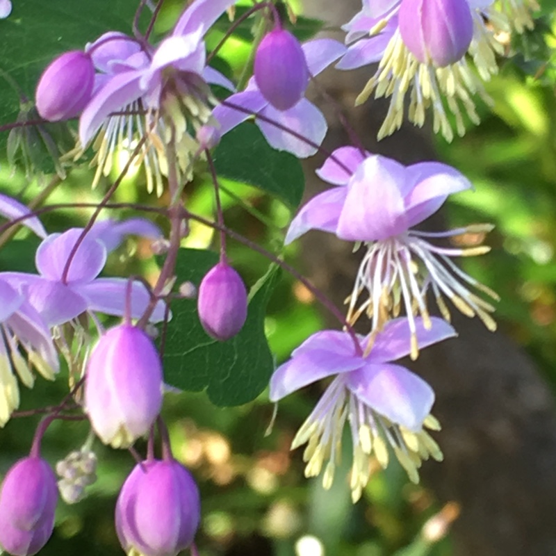 Thalictrum