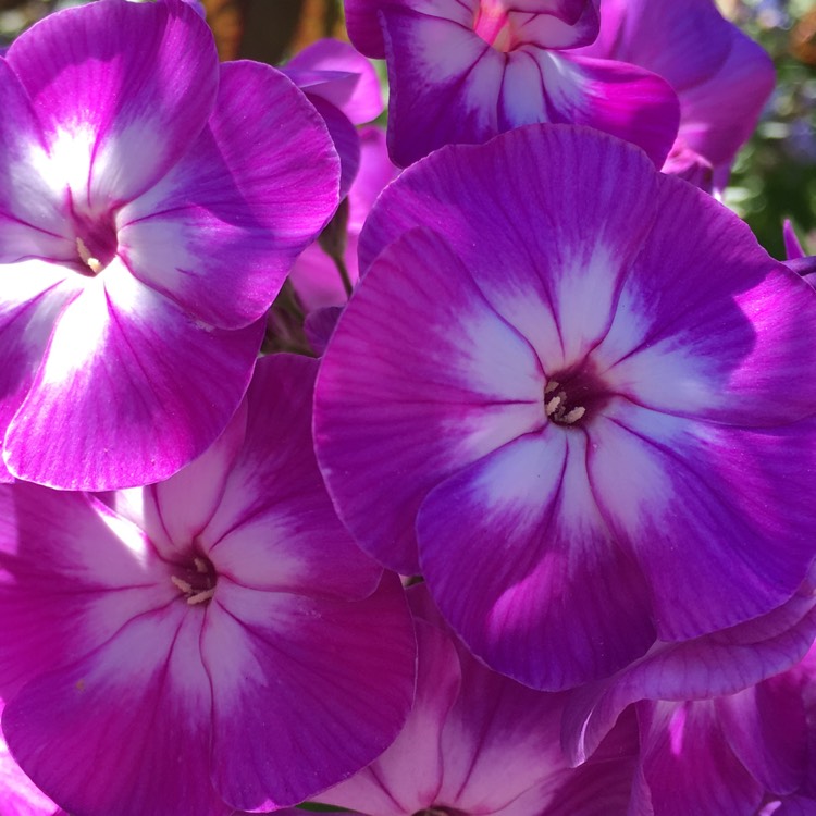 Plant image Phlox paniculata 'Laura'