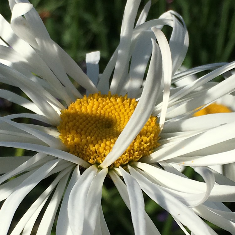 Plant image Leucanthemum x superbum 'Phyllis Smith'