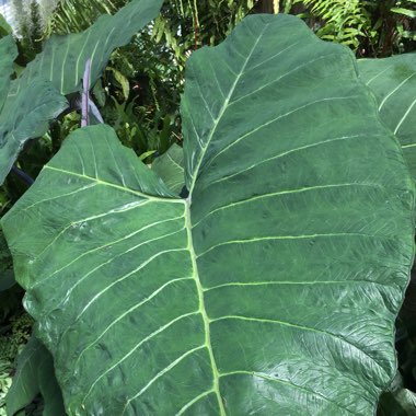 Alocasia x amazonica