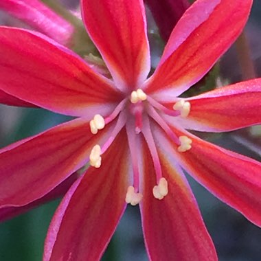 Lewisia Cotyledon