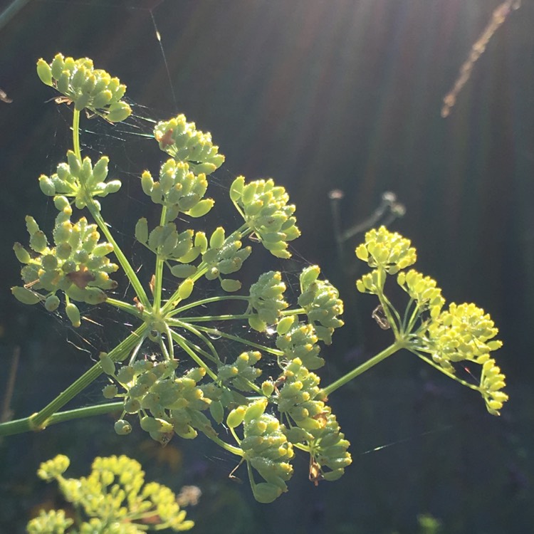 Plant image Foeniculum vulgare 'Giant Bronze' syn. Ferula 'Giant Bronze', Ferula communis 'Giant Bronze'